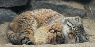 くつろぐマヌルネコ