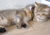 くっついて眠る子猫達