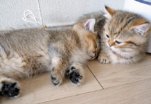 くっついて眠る子猫達