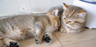 くっついて眠る子猫達
