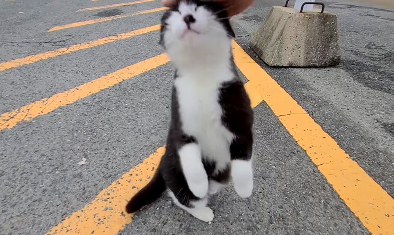 伸び上がる猫