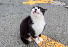 撫でられたい猫
