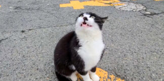 撫でられたい猫