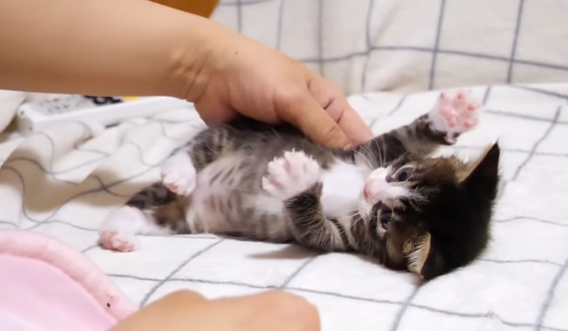 寝転がる子猫