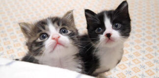 見上げる子猫達