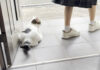 お姉ちゃんをお見送りする猫