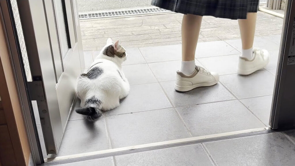 omiokuri_neko_title-1024x576.jpg