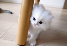 飼い主さんと遊ぶ子猫