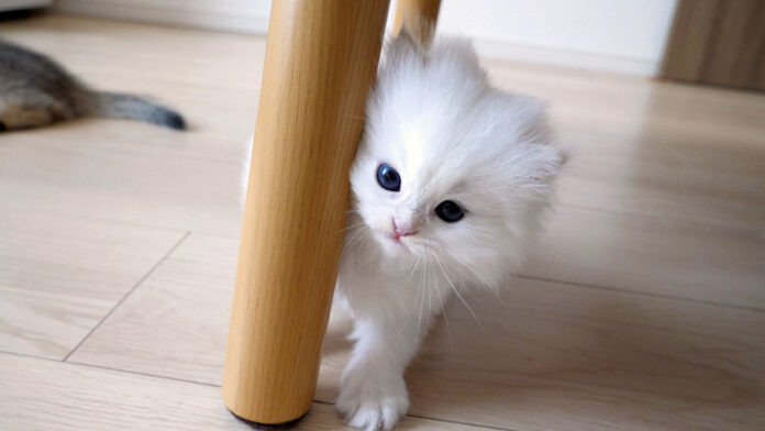 飼い主さんと遊ぶ子猫
