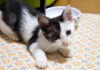 家の中で暮らし始めた子猫