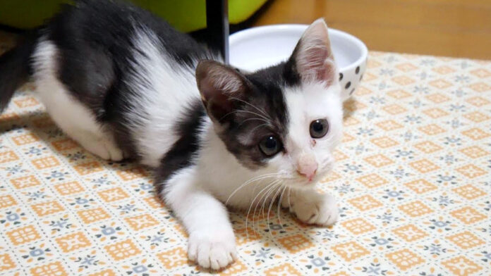 家の中で暮らし始めた子猫
