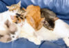 子猫達に好かれる保護猫