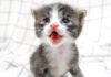 大声で鳴く子猫