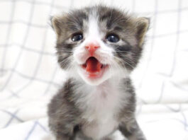 大声で鳴く子猫