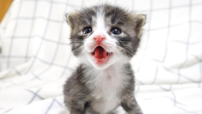 大声で鳴く子猫