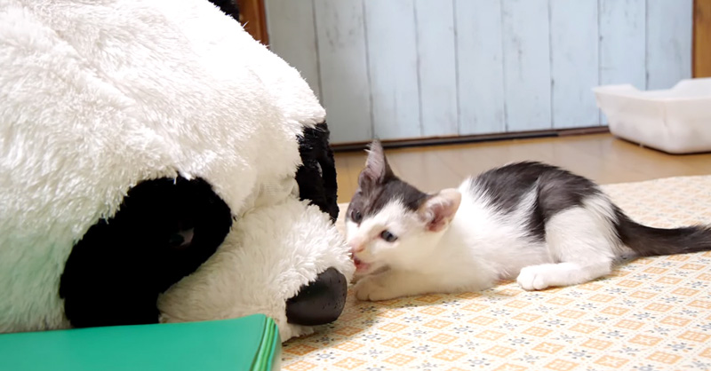 パンダと遊ぶ子猫