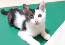 ご飯と勘違いしちゃった子猫