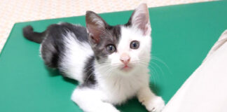 ご飯と勘違いしちゃった子猫