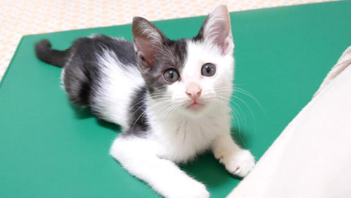 ご飯と勘違いしちゃった子猫