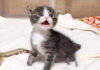 おトイレができたことを知らせる子猫