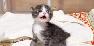 おトイレができたことを知らせる子猫