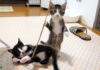 音が出るオモチャに夢中の子猫達