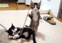 音が出るオモチャに夢中の子猫達