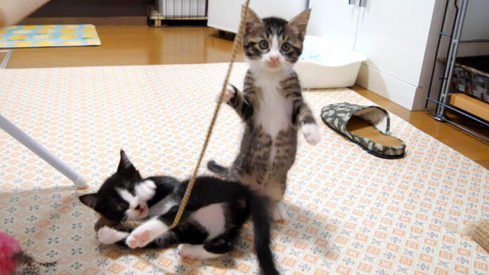 音が出るオモチャに夢中の子猫達