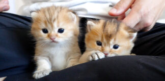 足の間の子猫達