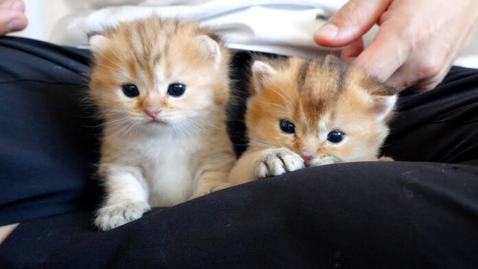 足の間の子猫達