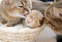 両側から舐められる子猫