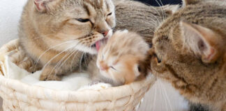 両側から舐められる子猫
