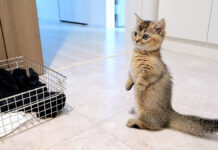 洗濯機を見張る子猫