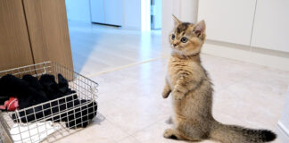 洗濯機を見張る子猫