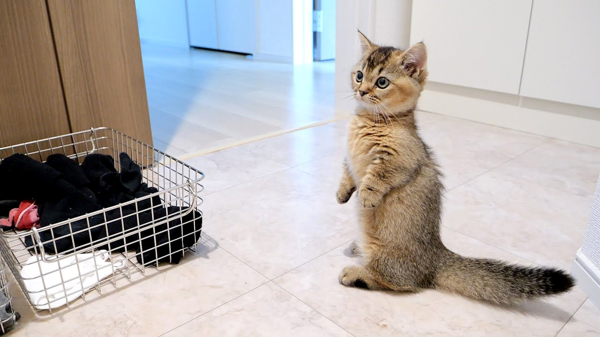 洗濯機がうるさ過ぎて、ずっと見張っちゃう子猫の姿にキュンとする