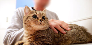 サッカー観戦する子猫