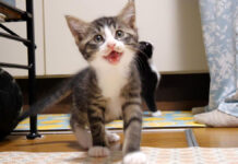 ご飯をおねだりする子猫達