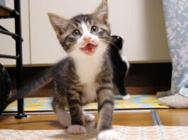 ご飯をおねだりする子猫達