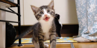 ご飯をおねだりする子猫達