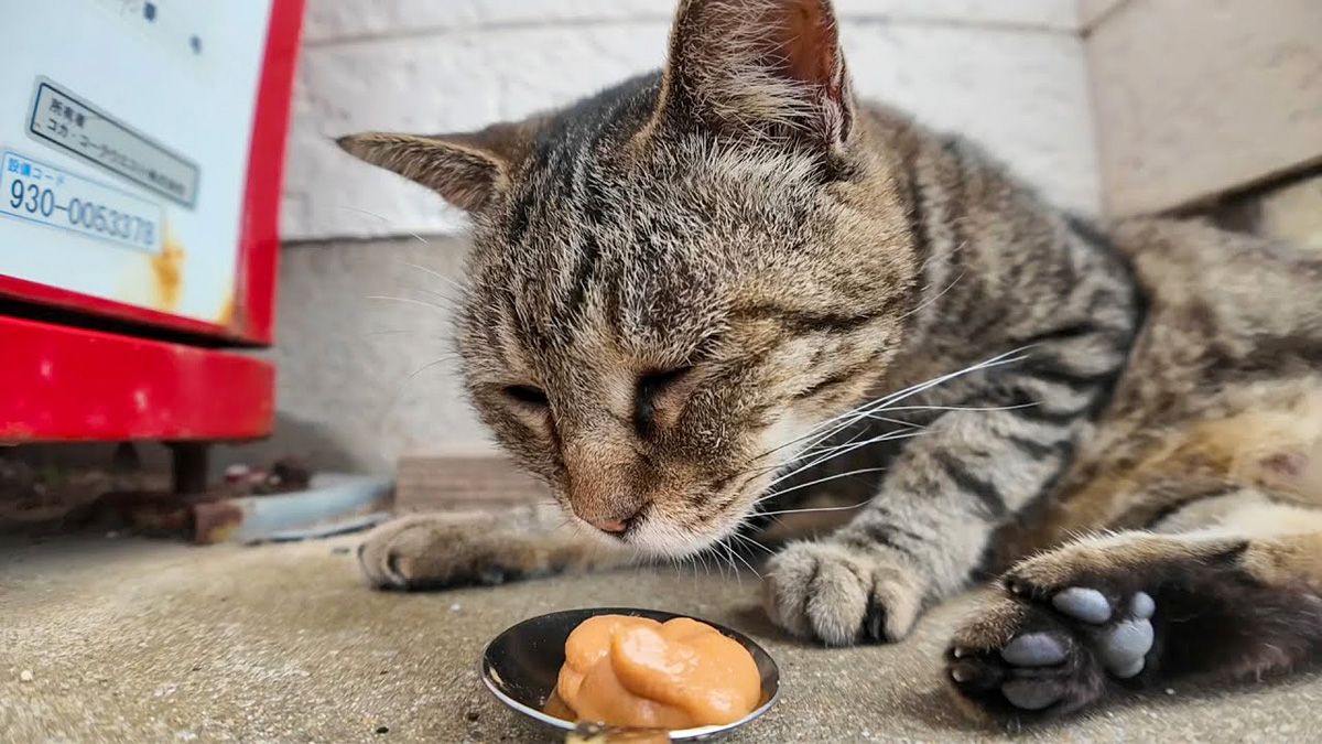 ちゅ〜るに気づいた猫