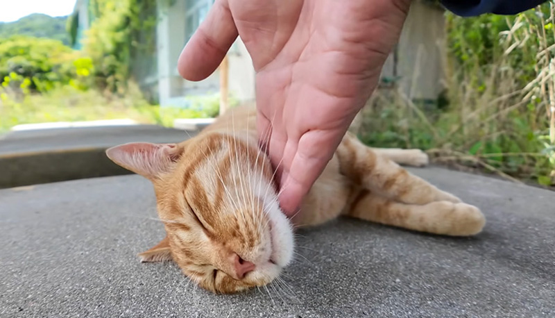 撫でられる猫