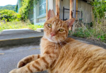 体育館裏の猫