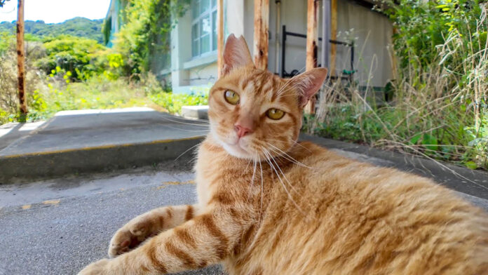 体育館裏の猫