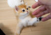 手遊びする子猫