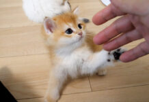 手遊びする子猫