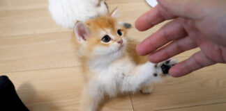 手遊びする子猫