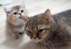 猫を毛づくろいする子猫