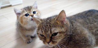 猫を毛づくろいする子猫