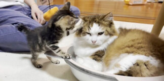 先住猫にテシテシする子猫
