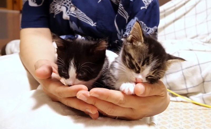 甘える子猫達